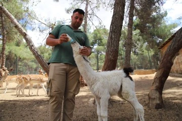 Yavru lamaya bakıcılarından anne şefkati