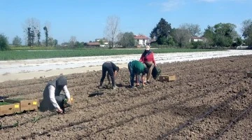 Yazlık sebze fideleri toprakla buluşuyor