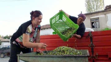 Yeşil zeytin alımı başladı