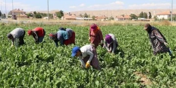 Yevmiye ile çalışan tarla işçilerin ücretleri ve saatleri belirlendi