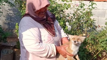 Yolda bulduğu yaralı tilkiyi evine götürerek besledi