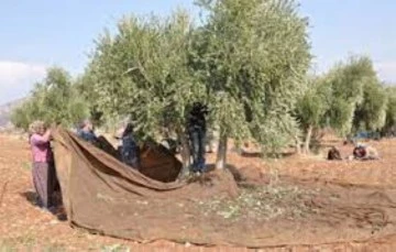 Zeytin hasadı sürüyor