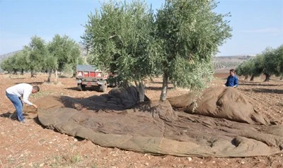 Zeytin toplamak için çıktığı ağaçtan düşerek yaralandı