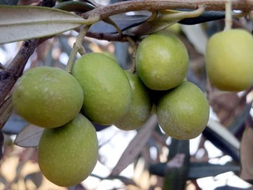 Zeytinde hasat sona erdi, rekolte düşük olsa da fiyatlar üreticinin yüzünü güldürdü