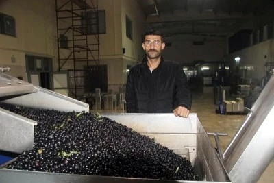 Zeytinyağında rekolte düşük ama yağ oranı kaliteli  [ÖZEL HABER]