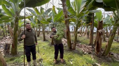 Zirai don afetinin etkilediği muz serada 45 TL’den alıcı buluyor