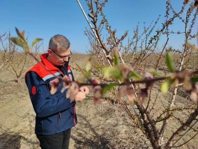 Zirai don çiçek açan ağaçlara yüzde 100 zarar verdi