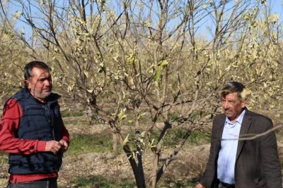  Zirai donun izleri ortaya çıkmaya devam ediyor: Solan marullar, yaprak döken ağaçlar dikkat çekti